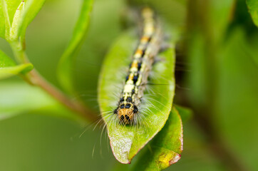 nature in the garden