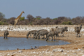 Fototapeta na wymiar Zebras und Giraffe am Wasserloch