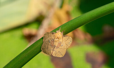 Trabala vishnou-Rose Myrtle Lappet Moth on Lotus Stem in backyard and blur background