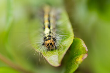 Nature in the garden