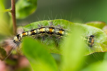 Nature in the garden