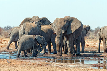 Elefanten in Tsumcor