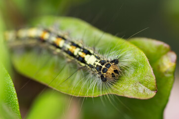 Nature in the garden