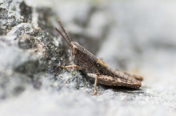Nature in the garden