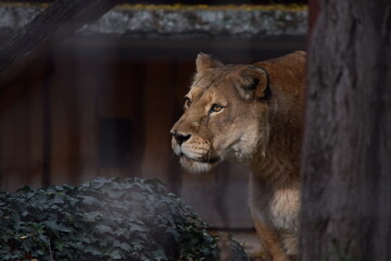 lioness