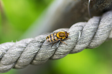 Nature in the garden