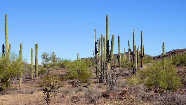 Giant Saguaros (Carnegiea gigantea) at Hewitt Canyon near Phoenix. Organ Pipe Cactus National Monument, Arizona, USA