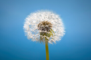 Dandelion with seeds on a background of blue sky