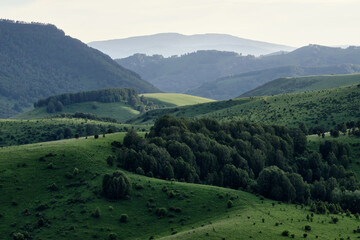 Obraz premium Green hills of Altai, mountain pastures.