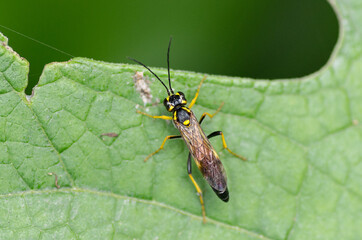 Nature in the garden