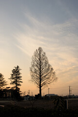 Sunset in the park, Japan