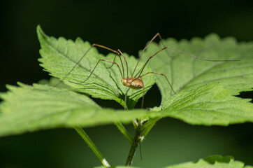 Nature in the garden