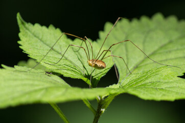 Nature in the garden