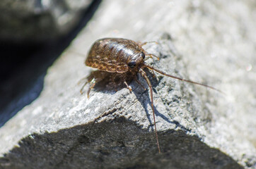 insect at sea