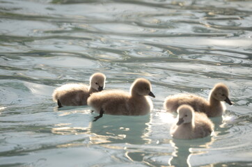 cute baby ducks swimming in water