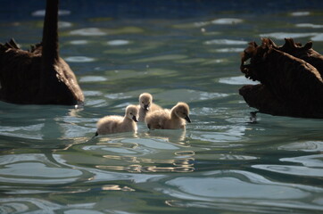 cute baby ducks swimming in water