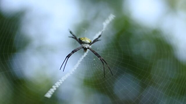 spider on nets HD videos. insect on leaves. spider insect body
