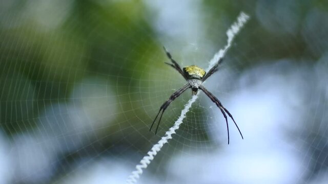 spider on nets HD videos. insect on leaves. spider insect body