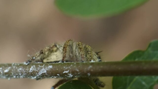 jumping spider on plant HD videos. insects on leaves. jumping spider insect body