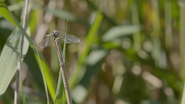 A Scarce chaser dragonfly (Libellula fulva) takes off from the tip of a reed after resting in the sunshine at the Lake Kerkini wetland in Northern Greece