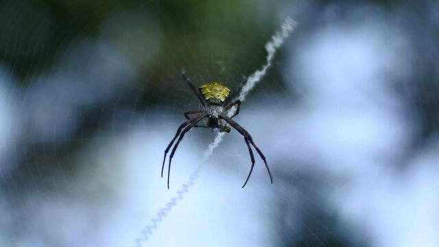 spider insect body. spider on nets HD videos. insect on leaves.