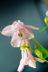 Aquilegia common names: grandmother's hood, catchment areas that are in meadows,  woodlands, ana of great heights throughout the northern hemisphere, known for the spurs of their flower petals