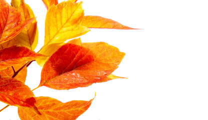 Naklejka na ściany i meble maple leaf isolated, autumn leaves on a white background of red and orange color, autumn in early November, plant coloring with autumn textures,
