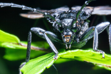 close up of a longhorn beetle