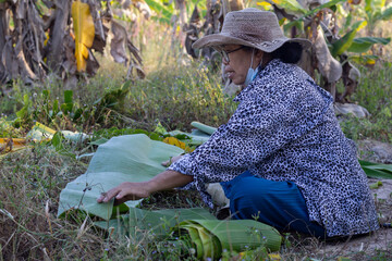 Elderly agriculturist wearing a hat sitting cut a banana leaf to be used to make packages for Thai...