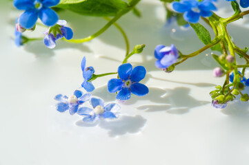  forget-me-not flower. Myosotis The small blue forget-me-not flower was first used by the Grand...