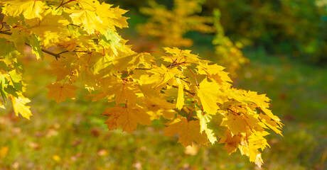 Naklejka na ściany i meble autumn maple leaves. Autumn colors and gifted mood. September October November is one of the richest, brightest and most vivid colors.