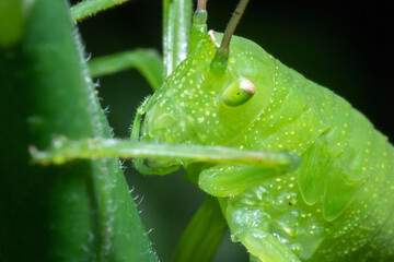 close up view of a green grasshopper on a branch