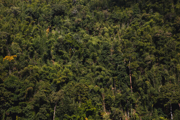 pictures of landscapes, trees, in the mountains