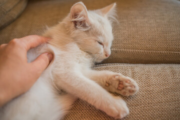 Child playing with baby cat. Kid holding white kitten. Little boy snuggling cute pet animal sitting on couch in sunny living room at home. Kids play with pets