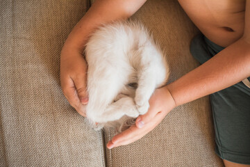 Child playing with baby cat. Kid holding white kitten. Little boy snuggling cute pet animal sitting on couch in sunny living room at home. Kids play with pets