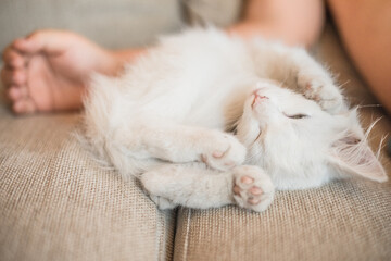 Child playing with baby cat. Kid holding white kitten. Little boy snuggling cute pet animal sitting on couch in sunny living room at home. Kids play with pets