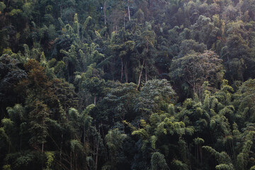 Pictures of beautiful natural landscapes, trees and mountains.