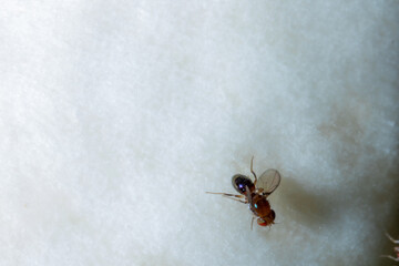 a small fly on top of a white mushroom