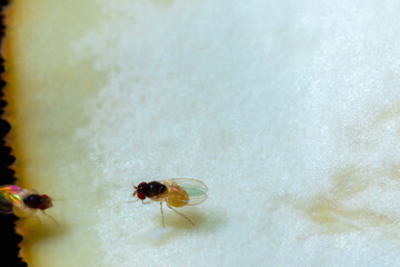 a small fly on top of a white mushroom