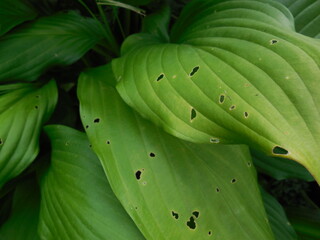 Obraz premium Small holes made by garden pests (slugs) in the green-yellow leaves of the hosta (Funkia).