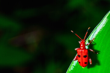 an orange bug on top of a leaf