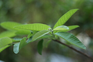 Green leaves with beautiful white flowers. Home garden plants
