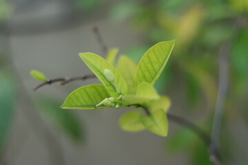 Green leaves with beautiful white flowers. Home garden plants