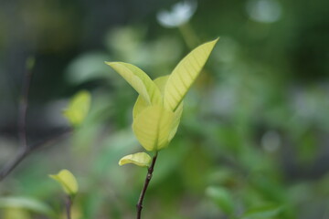 Obraz premium Green leaves with beautiful white flowers. Home garden plants
