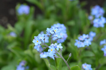 Ultramarine forget-me-not