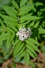 European dwarf elder