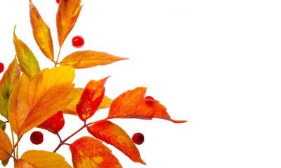 maple leaf isolated, autumn leaves on a white background of red and orange color, autumn in early...