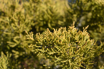 Chinese Juniper Old Gold