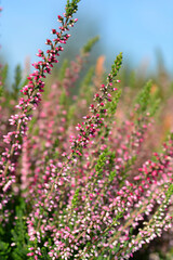 Obraz premium Common heather