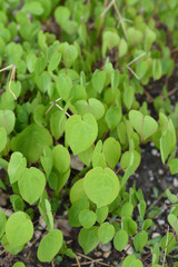Alpine barrenwort